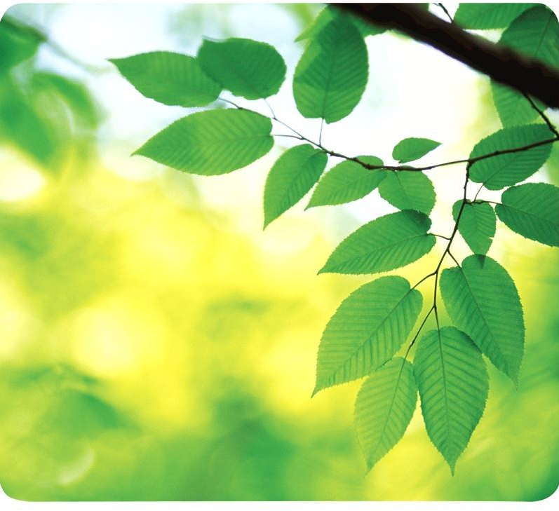 FELLOWES Mousepad Earth Series Leaves